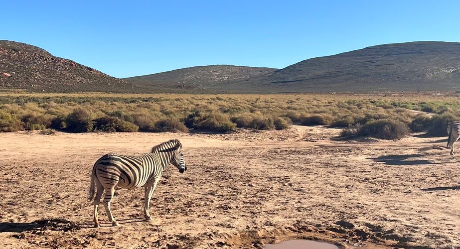 Zebra Zuid Afrika safari